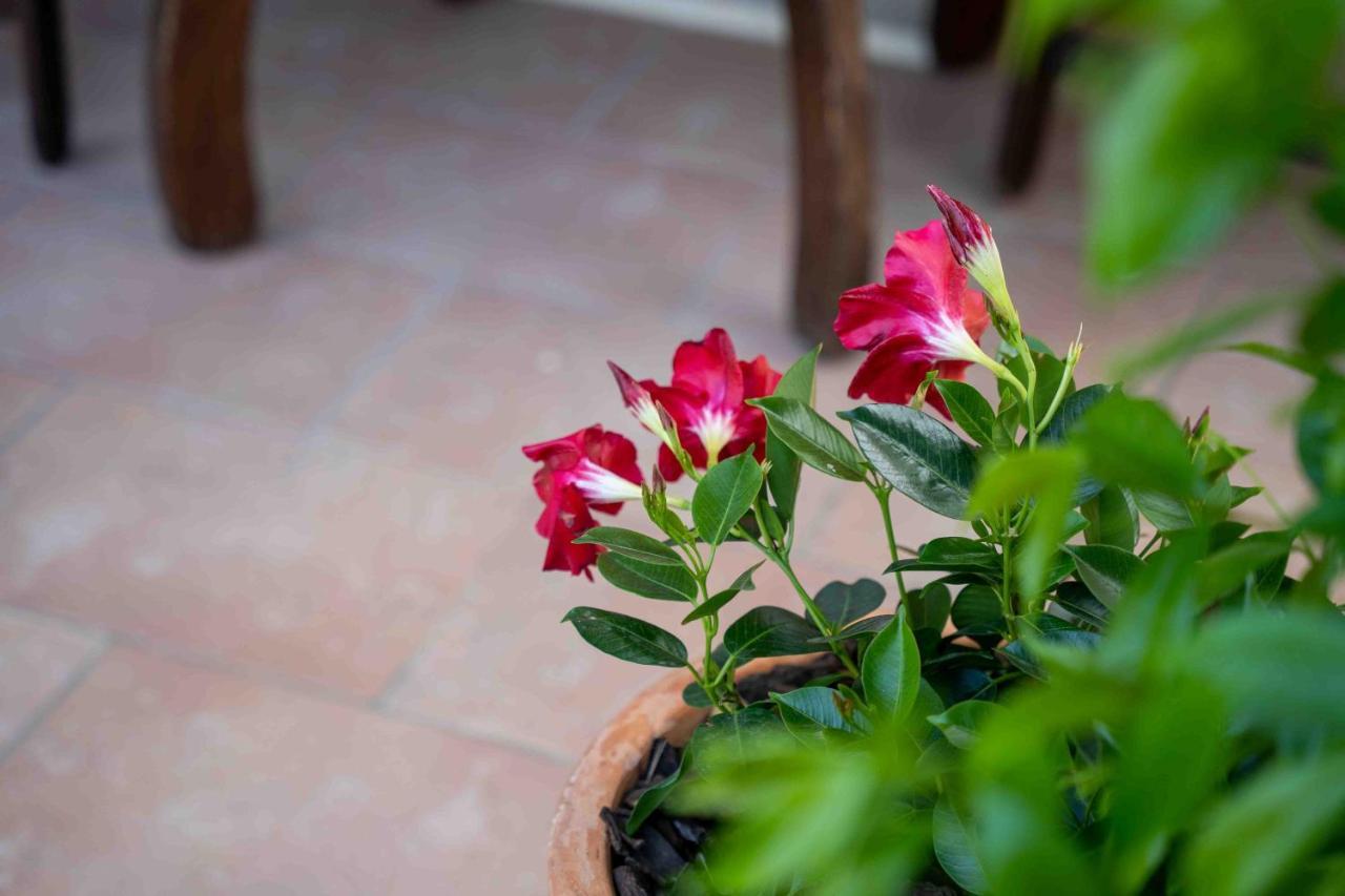 Soraja Apartments איזולה מראה חיצוני תמונה